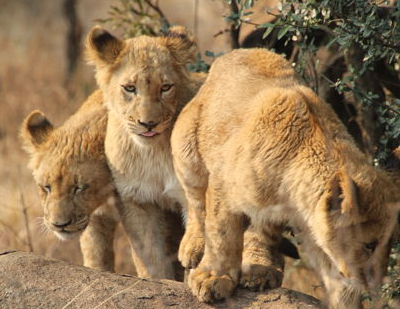 African Safari 3D