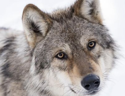 Unsere Wildnis