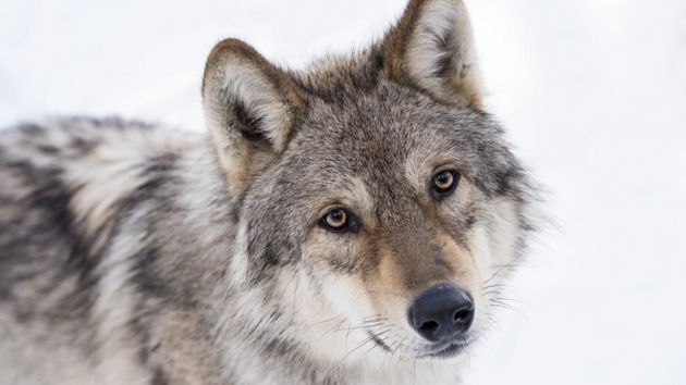 Unsere Wildnis Unsere Wildnis