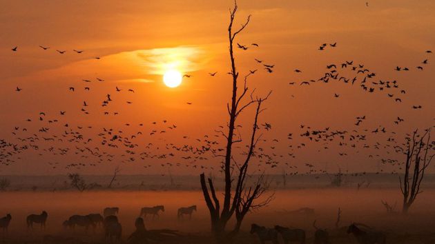 Die neue Wildnis - Große Natur in einem kleinen Land Die neue Wildnis - Große Natur in einem kleinen Land