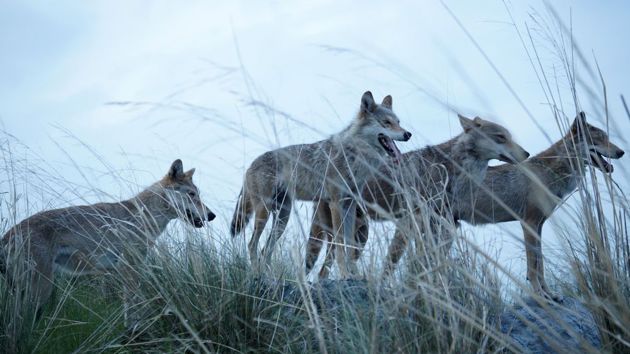 Der letzte Wolf Der letzte Wolf